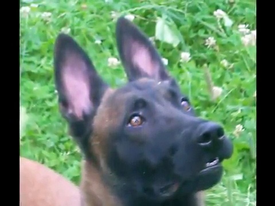 Elevage des Crocs Perçants, malinois lignée travail.