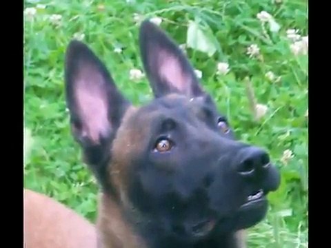 Elevage des Crocs Perçants, malinois lignée travail.