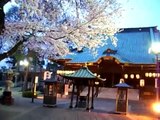 tokyo temple cherry blossoms