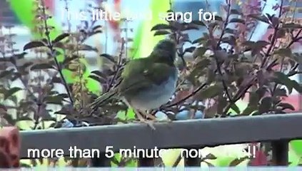 Garden Birds of Singapore: The Song of the Common Tailorbird (Orthotomus sutorius)