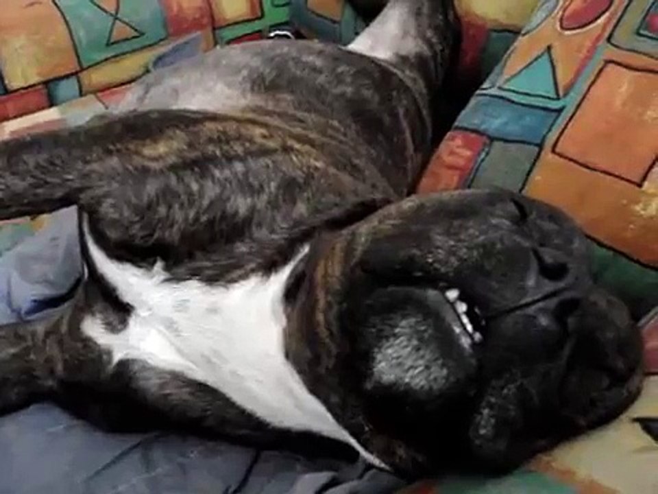 my dog staffie snoring loudly