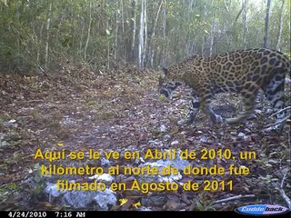 Jaguares apareándose en Yucatán, México