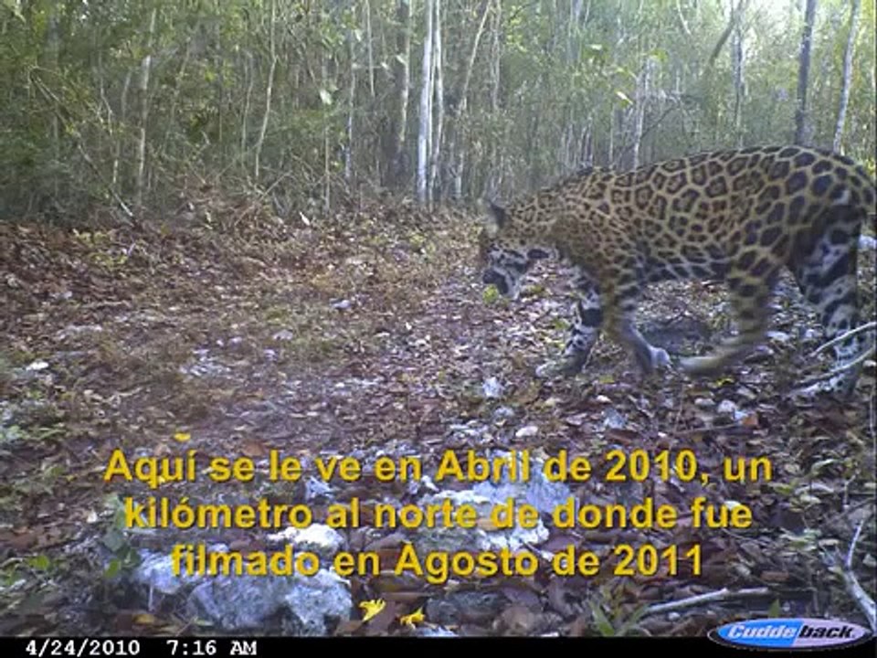 Jaguares apareándose en Yucatán, México