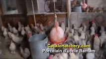 Porcelain d'uccle Bantam Chicken Breed (Breeder Flock)