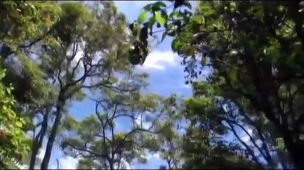 Drop Bear Attack Caught on Film - New Zealander Mauled
