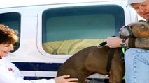 You Are Not Alone: Pilots helping paws through Pilots N Paws