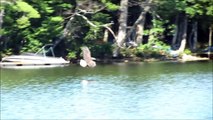 Bald Eagle slaps attacking Eastern King Bird of its back, before swooping down & catching fish.