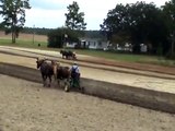 Rural Farming with Draft Horses and Mules using the Plow