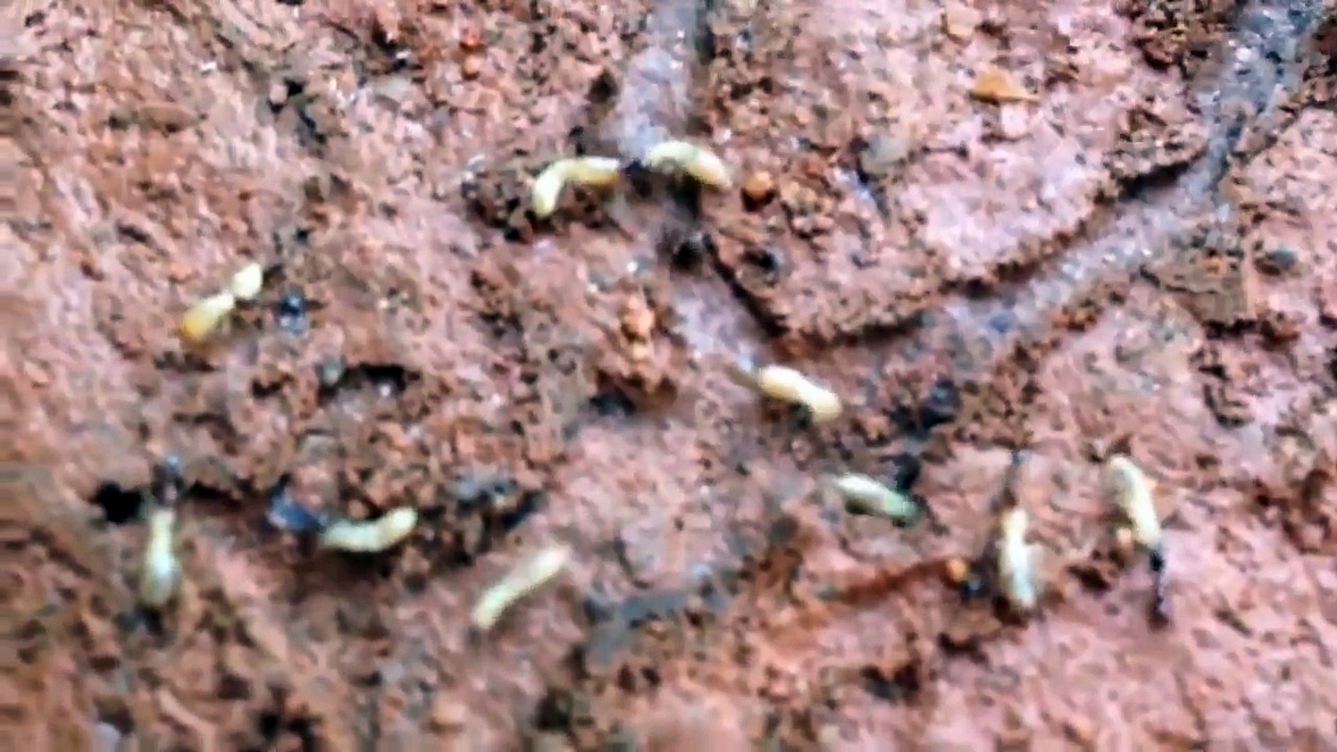 Ants vs Termites - Ants hunting a lot of termites