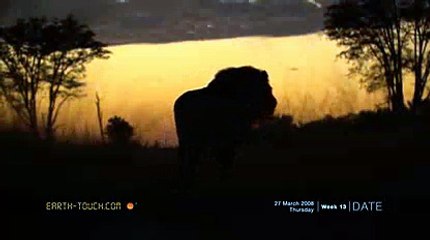 Male lions defend territory by roaring in the night