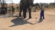 Sporty Elephants Play Soccer in Zimbabwe