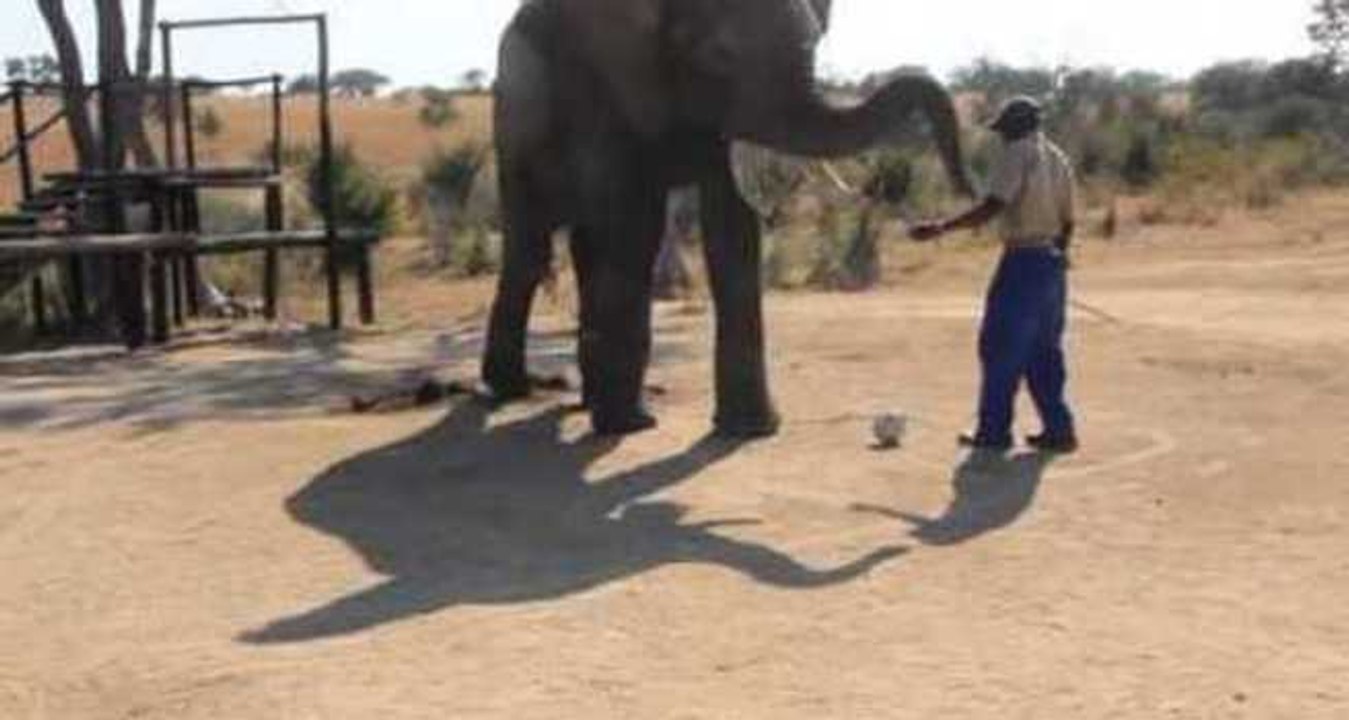 Sporty Elephants Play Soccer in Zimbabwe
