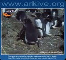 Rockhopper penguin laying egg