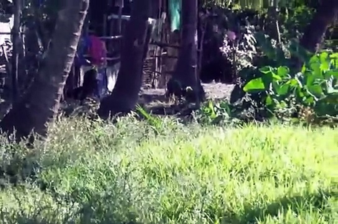 PHILIPPINES FIGHTING COCKS 2