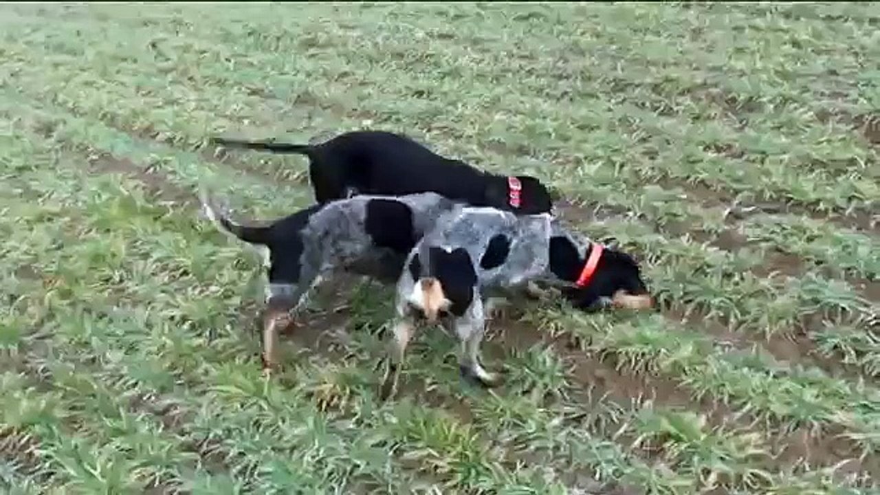 Basset Bleu de Gascogne dans la voie du Lièvre