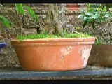 MS Record - Saiba como é o cultivo do bonsai e como ele pode transformar sua vida
