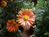 Beautiful Flowers - Flowers garden in Kerala