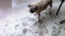 PUG DOG Play in Rain: Cute Puppy Bark
