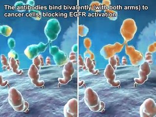 Nimotuzumab: Proposed Mechanism of Action