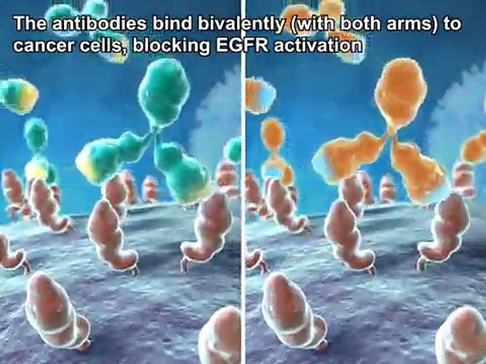 Nimotuzumab: Proposed Mechanism of Action