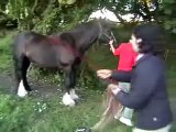 Paddy, Miracle Horse: Before and After SDI treatment for Chronic Arthritis - Philippe Sauvage Proof