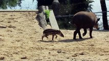 Primera salida de nuestra cría de tapir amazónico a la pradera