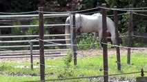 Two Horses being real true friends - Stallion behavior of little Tobor - spring 2013