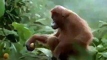 Un singe dance sur 