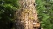 World's Largest Douglas-fir Tree - The Red Creek Fir!