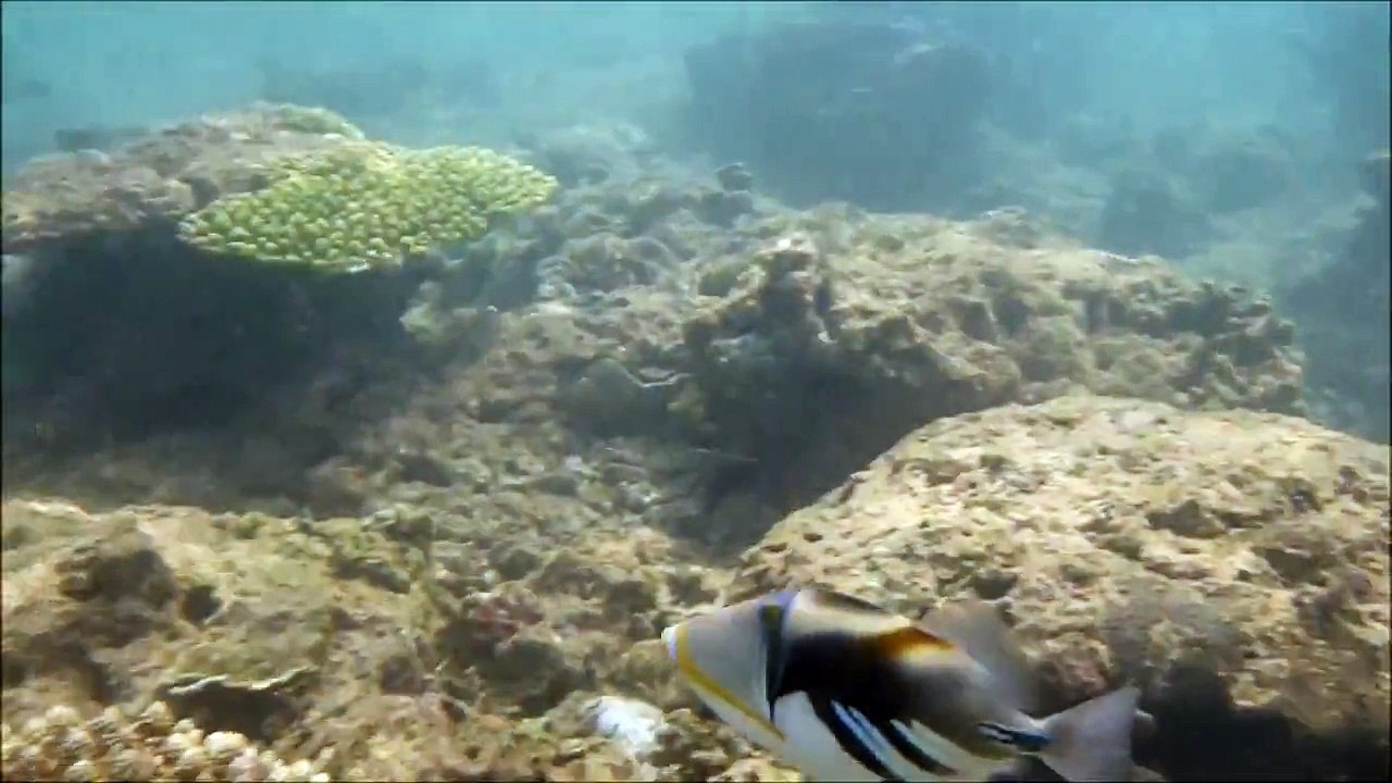Snorkeling on Hikkaduwa coral reef, Sri Lanka