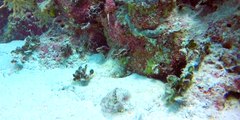 Gopro Hero 4 Black- Scuba Diving in Dominican Dressel Divers