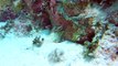 Gopro Hero 4 Black- Scuba Diving in Dominican Dressel Divers