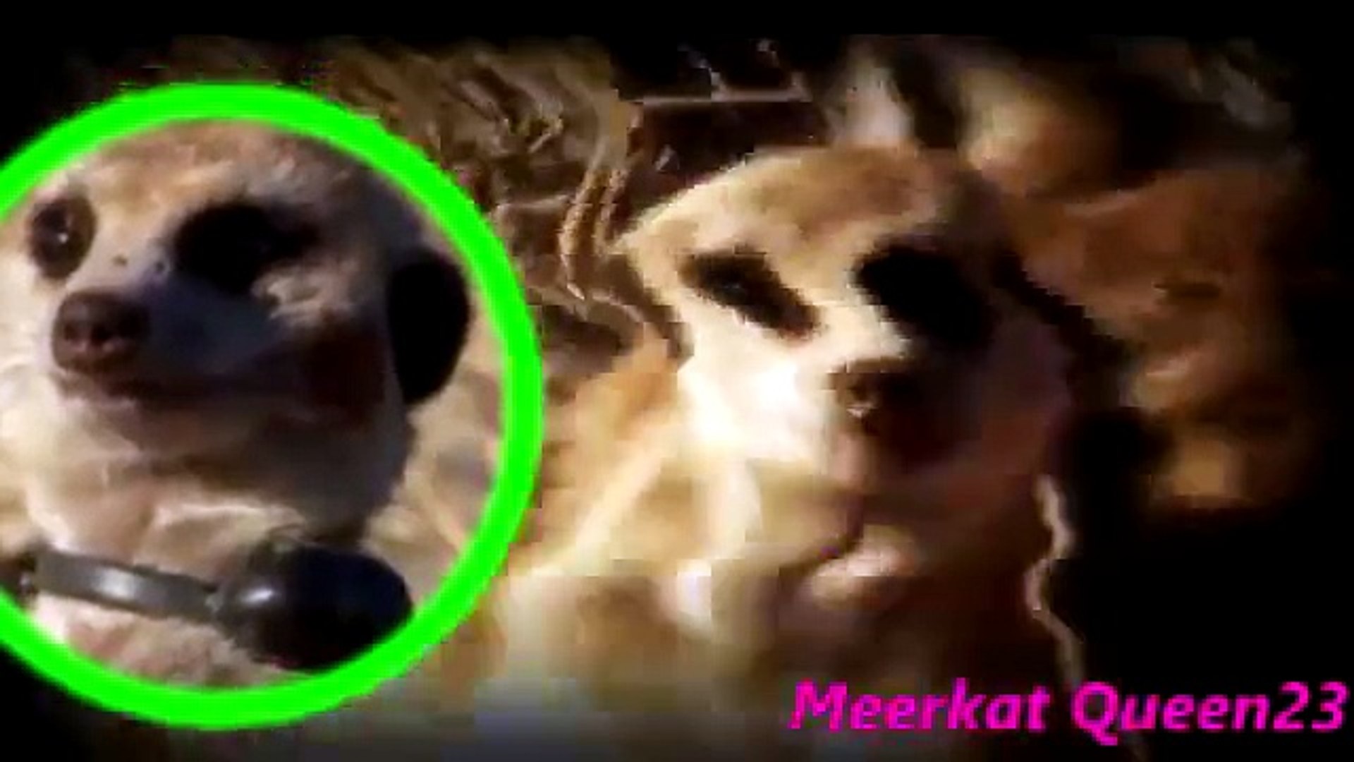 Meerkat Manor: The StarSky Gang - Bring me back to life