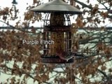 Missouri Birds (with ID's) that Came to our Feeders on March 1st, 2013