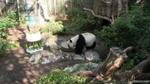 Panda at San Diego Zoo celebrates Birthday by Attacking Cake!