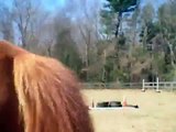 First Time Horse Jumping Tire Jump
