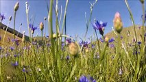 GOPRO HD 2 Monti Sibillini: fioritura Castelluccio di Norcia 2013