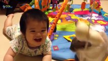 Funny Videos - Funny Cats - Funny Babies Laughing - Funny Animals Videos - Funny Dogs 2015