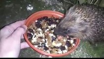 Hedgehog Street: A hedgehog feasting by Hedgehog Champion Johanna H