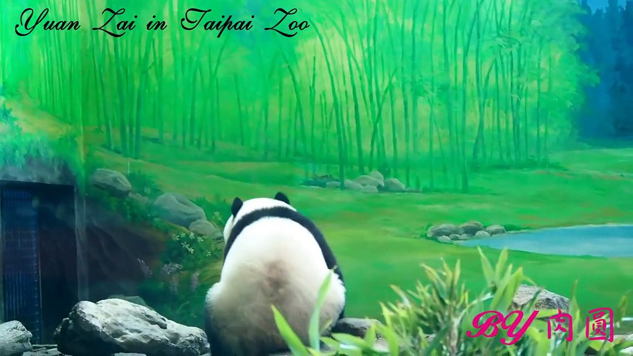 2015.6.12-圓仔打黃桶子打很久內
