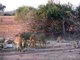 Bir buffalo 20 aslana karşı ne yapabilir    HAYVANLAR ALEMİ   Haber 7 TV