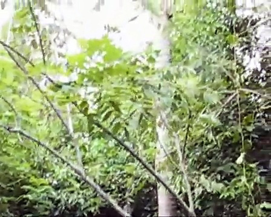 Hakuna Matata & Jambo Jambo Bwana @ Zanzibar