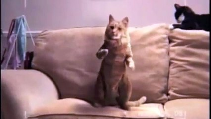 Cats Dancing Salsa
