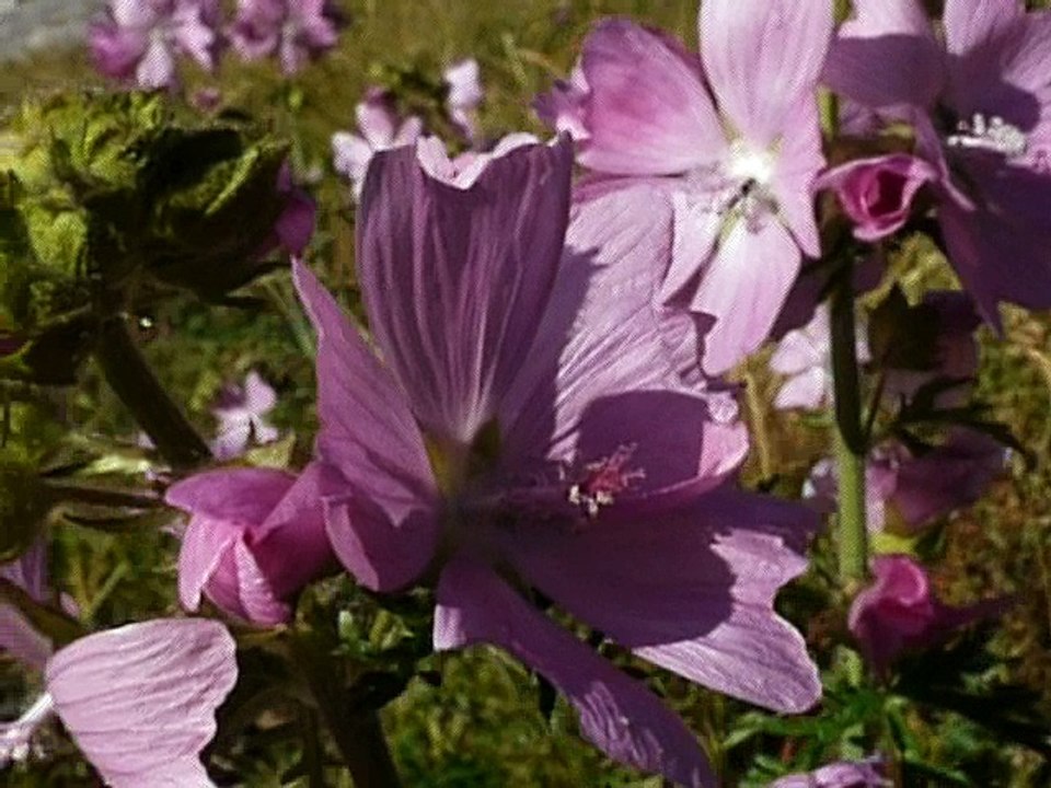 Mauve musquée