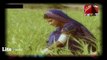 Sanghaar By Nisar Niyaz Abbasi -Kashish Tv-Sindhi Song