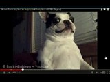 ★ HARLEM SHAKE ~ (Original Boston Terrier Belly Tickle Dog Version!) ★