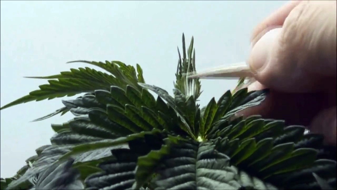 How To Top Marijuana Plants Topping Marijuana Plants 101 video