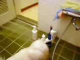 Pekingese dog amechang loves shower