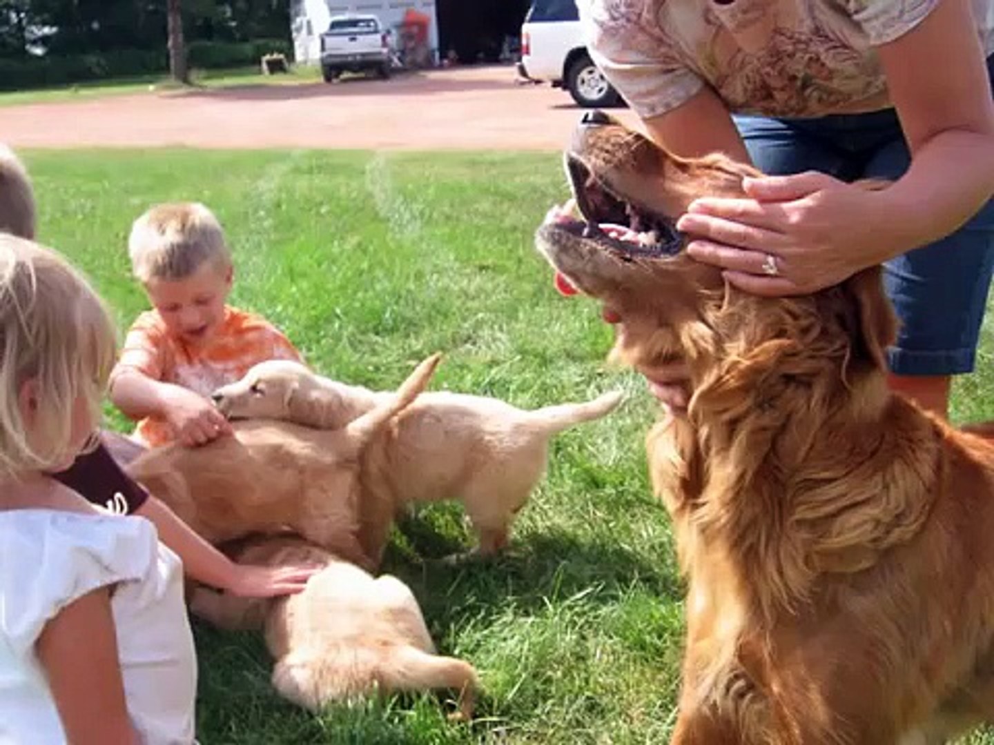 Handsome, Our Baby Golden Retriever