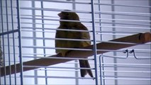 Female canaries singing